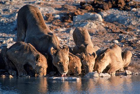 Lions Drinking From A Watering Hole Photograph by Robert Caputo - Fine Art America