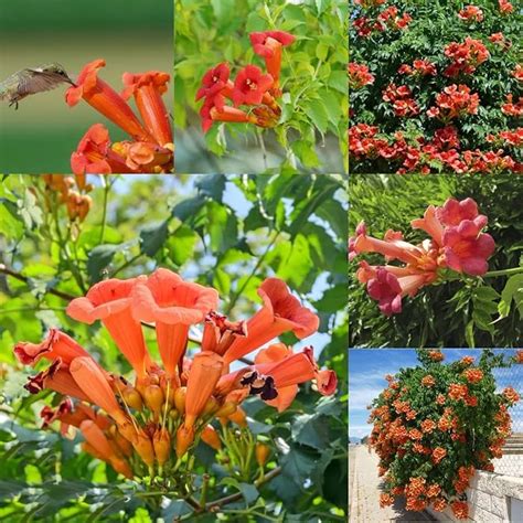 Buy 100+ Hummingbird Trumpet Creeper Vine Seeds to Plant | Heirloom (Campsis radicans) Flower ...