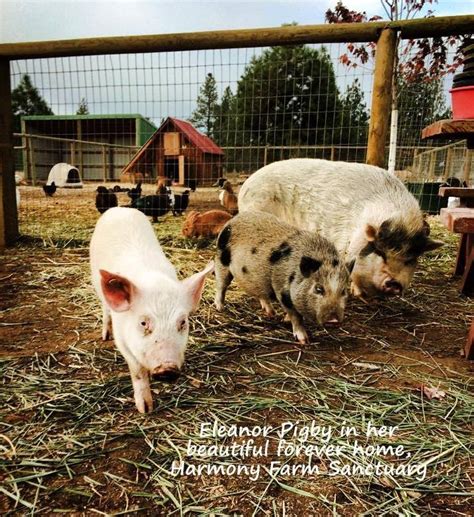 Pig Destined for Slaughter Saved by Farm Worker | HuffPost Good News