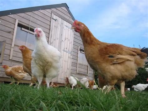 Why You Should Free-Range Your Chickens