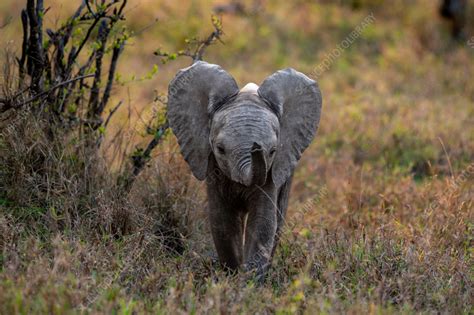 Elephant calf - Stock Image - F038/5659 - Science Photo Library