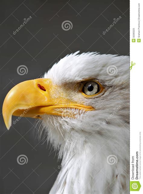 Bald Eagle Head close up stock image. Image of flight - 32283223