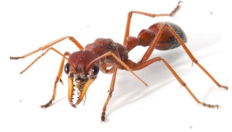 Bull ant venom could put the bite on pain - Institute for Molecular ...