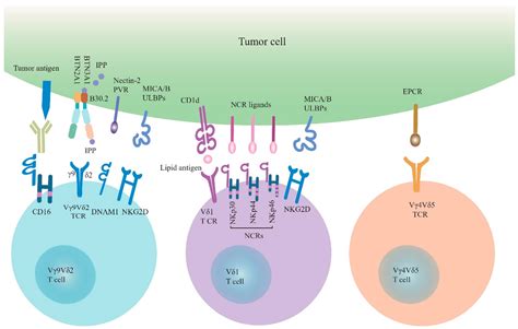 Cells | Free Full-Text | The Role of Human γδ T Cells in Anti-Tumor ...