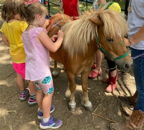 Is a Miniature Horse the Same as a Pony? Ask the Barnyard Reporters! - Farmer's Helpers