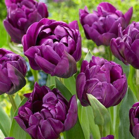 Buy double late tulip bulbs Tulipa 'Negrita Double'