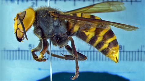 More ‘murder hornets’ are turning up. Here’s what you need to know