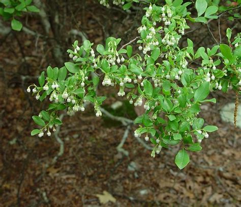 Vaccinium arboreum page