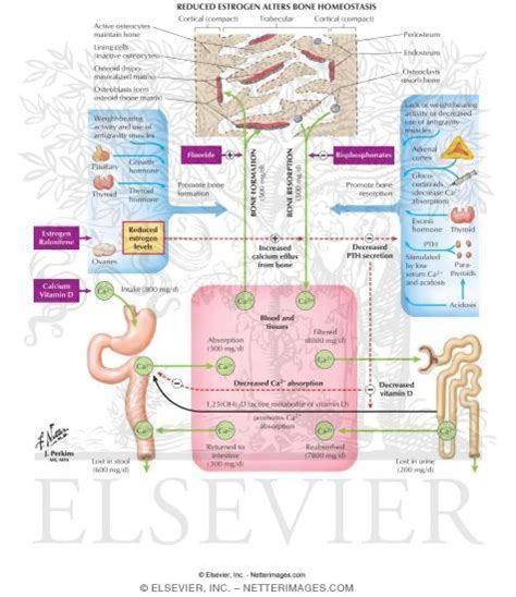 Osteoporosis and Estrogen