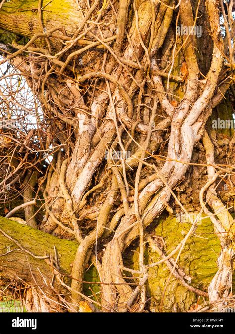 Tree Veins High Resolution Stock Photography and Images - Alamy