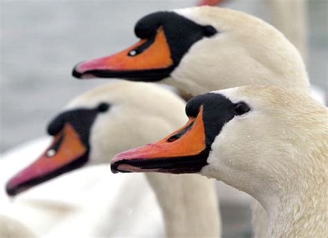 Wild Swans Are Seen at Jarun Lake Photograph by Nikola Solic - Pixels