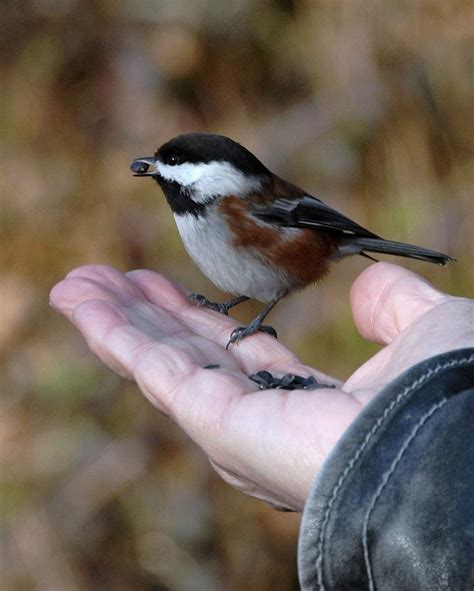 A Bird in the Hand Photograph by Bill Kellett - Fine Art America