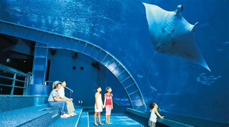 Okinawa Churaumi Aquarium Ticket & Yanbaru Express Bus from Naha, Okinawa, Japan - Klook