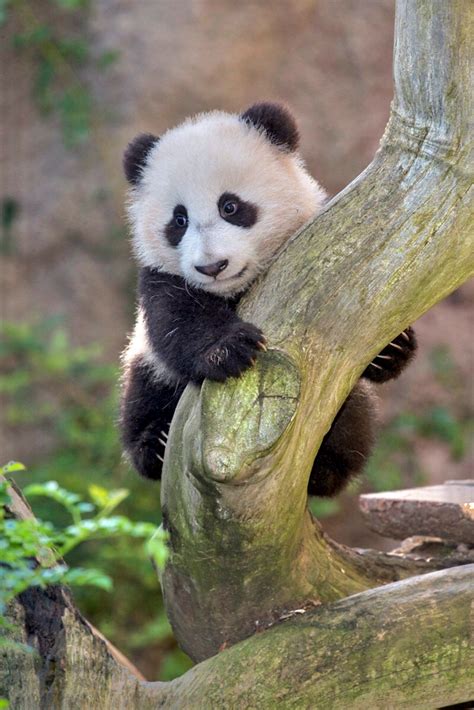 Absolutely adorable. Baby panda cub Xiao Liwu clutches a tree branch ...