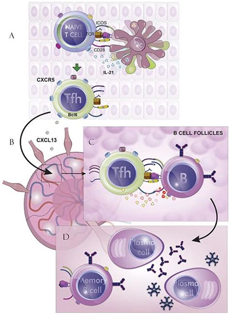 Follicular helper T cell in immunity and autoimmunity - Brazilian Journal of Medical and ...