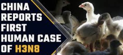 Avian Influenza A(H3N8) – China | The Transmission | University of Nebraska Medical Center