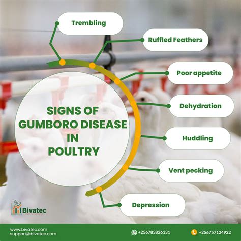 Understanding Gumboro Disease and Infectious Laryngotracheitis in Poultry