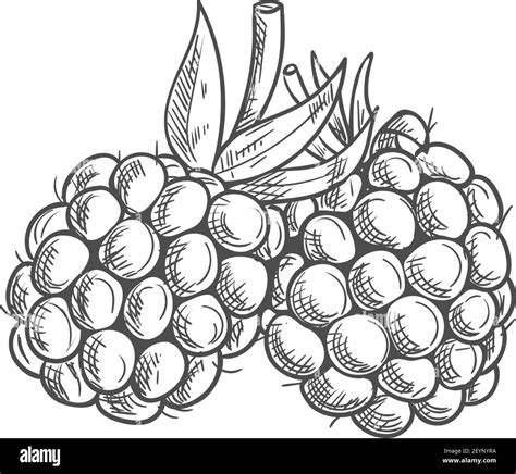 Blackberry Fruit Clipart Drawings