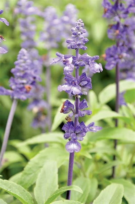 Salvia | Description, Species, Uses, & Facts | Britannica