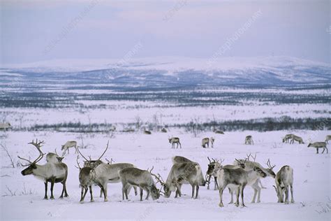 Reindeer herd, Finnmarksvidda, Lapland, Norway - Stock Image - F023 ...