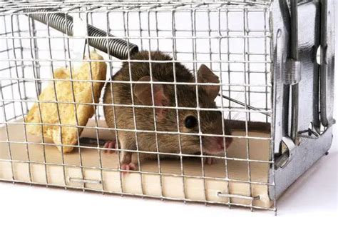 3 of the Best Humane Mouse Traps - Reviews of the Top Live Catch Traps