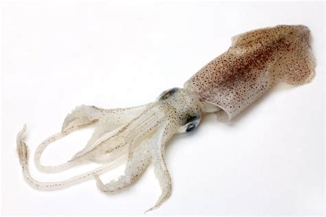 Squid Anatomy