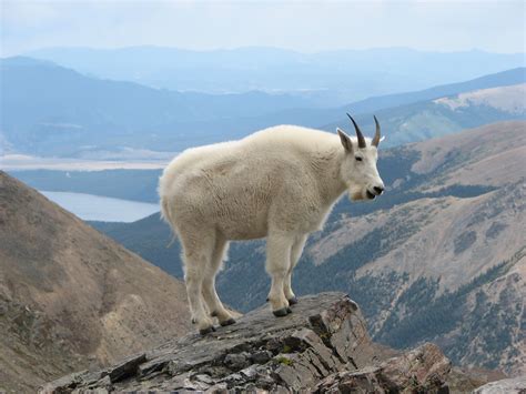 File:Mountain Goat Mount Massive.JPG - Wikipedia