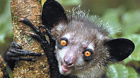 Aye-Aye, would you look at THAT! | Critter Science