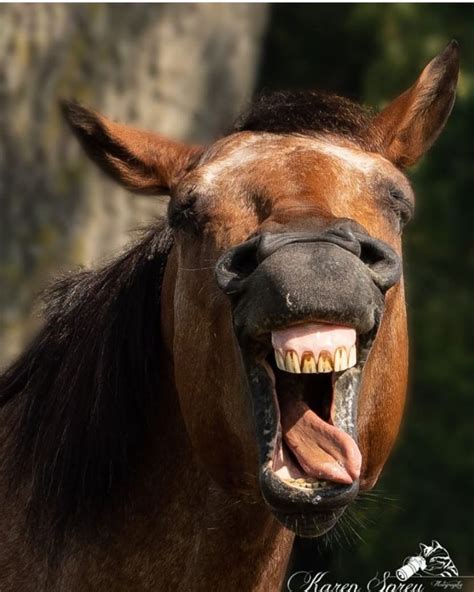 Create meme "smile horse pictures, the horse's face with an open mouth ...