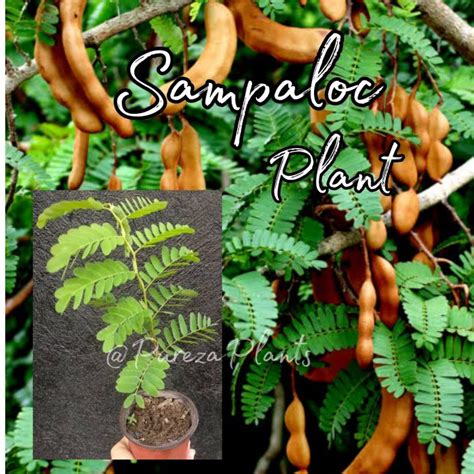 Sampaloc / Tamarind Plant Rooted Stable | Lazada PH