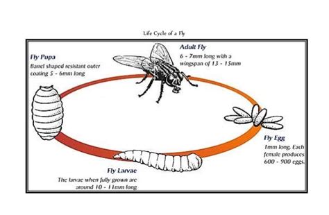 Life cycle of a fly w/ illustration