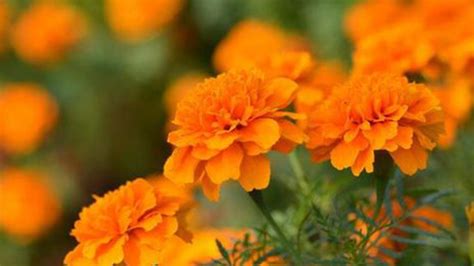 French marigold plant care - RayaGarden