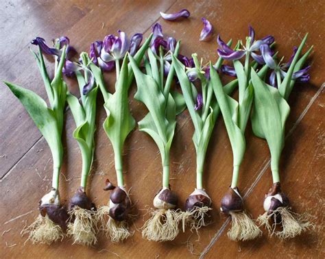 How To Store Tulip Bulbs Before Planting | Storables