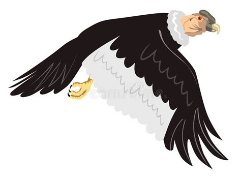 Andean condor in flight. Vector art on an Andean condor #Sponsored , # ...