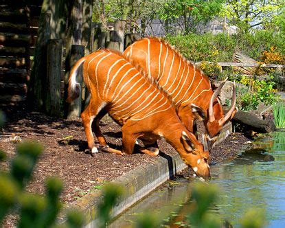 London Zoo - Animals in the London Zoo UK | London zoo animals, London ...