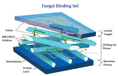 Fungsi Dinding Sel Pada Tumbuhan My - Riset