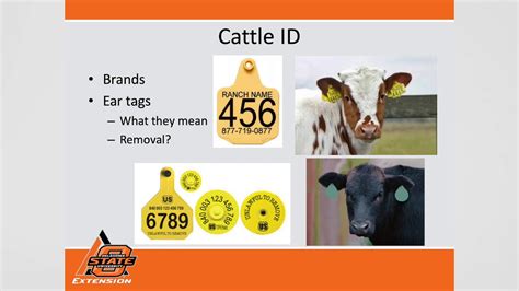 Cattle Identification - YouTube