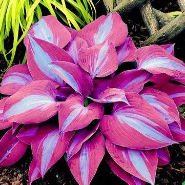 Elwyn Hosta Elegans 100 Seeds Hosta Sieboldiana, Huge, Blue-Grey Hart Shaped Leaves ...