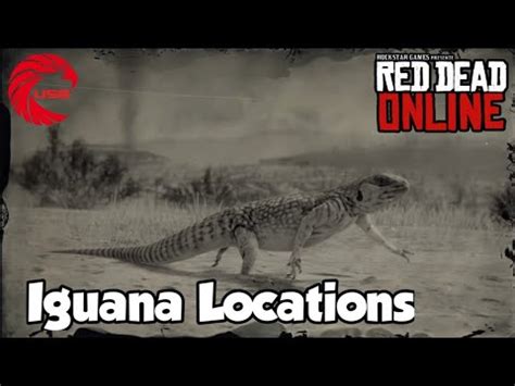 Iguana Locations rdr2 Online - Red Dead Online Iguanas Location Guide - YouTube