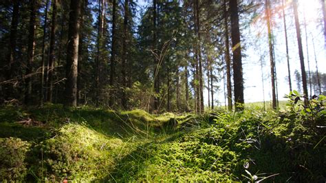 How forests can adapt to climate change and remain long-term carbon sinks | UPM CHINA