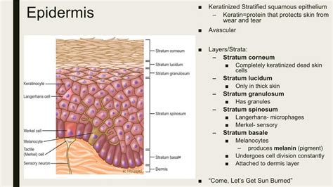 Epidermis and Dermis Diagram | Quizlet