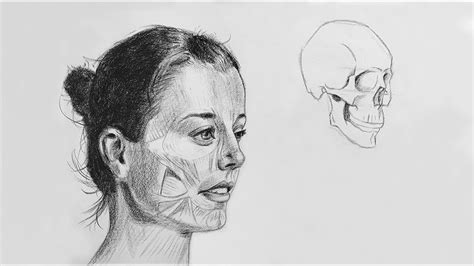 how to draw face muscles - science-fair-poster-designs