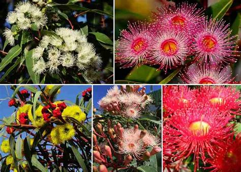 Types of Eucalyptus Trees: Leaves, Flowers, Bark (Pictures)