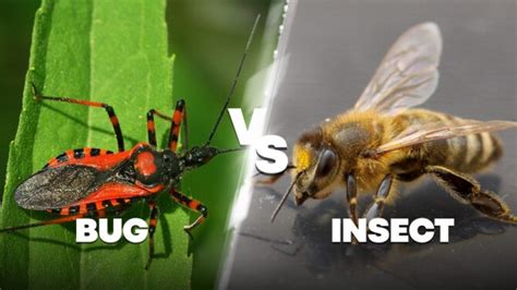 Bug vs Insect: What's The Difference? Are They The Same?