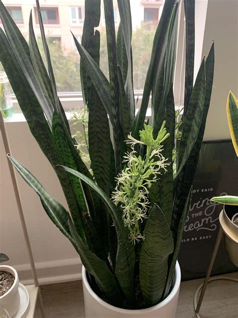 My snake plant bloomed! : r/houseplants