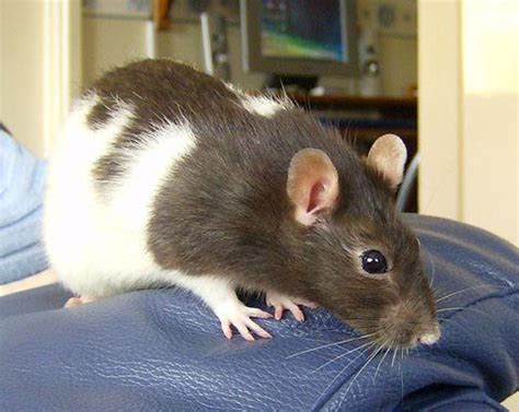 Fancy Hooded Rat- they make great pets! | my love for rats | Pinterest