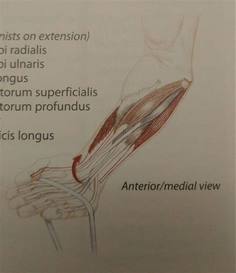 Wrist Flexion - Antagonists on Extension - Flexor Carpi Radialis - Flexor Carpi Ulnaris ...