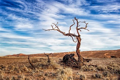 Desert tree, Namibia