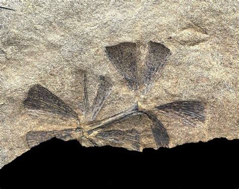 Fossilguy.com: Carboniferous Fossil Fern Identification