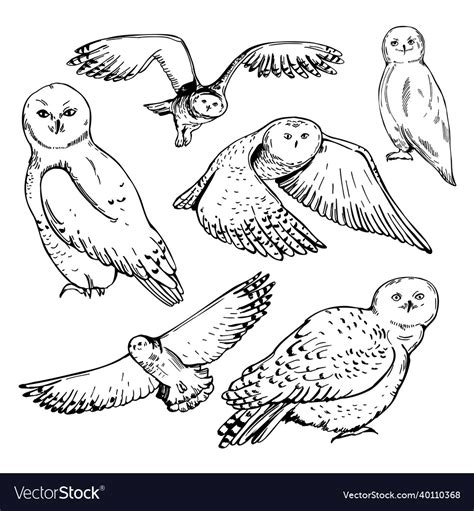 Snowy Owl Coloring Pages